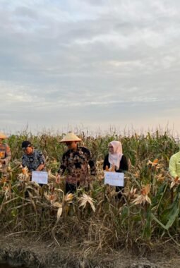 Wakil Wali Kota Bersama Forkopimda Panen Jagung Bersama Dalam Rangka Dukung Ketahanan Pangan Di Kota Tanjungbalai.