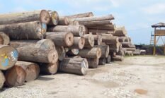 Di Duga Hasil Pembalakan Liar, Tumpukan Gelondongan Kayu Milik PT. Tanjung Timberindo Industry, Dipertanyakan