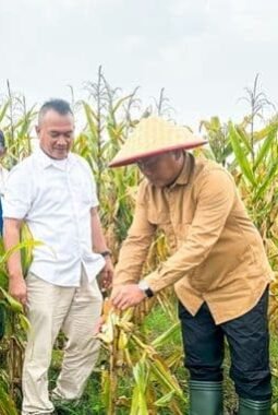Panen Raya Jagung Deli Serdang Capai 7 Ton per Hektare, Wabup Dorong Hilirisasi