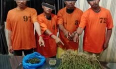 Polisi Temukan 75 Batang Ganja dan 4 Tersangka di Hutan Lindung Karo