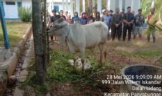 Penuh Kepedulian, Keluarga Besar Almarhum Haji Anif Kurban Sapi untuk Anak Panti di Madina