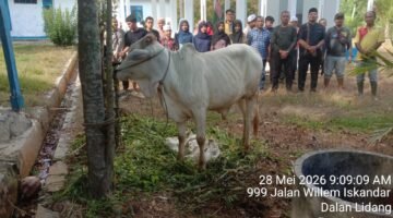 Penuh Kepedulian, Keluarga Besar Almarhum Haji Anif Kurban Sapi untuk Anak Panti di Madina