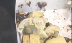 Viral Bolu Berjamur Aroma Bakery Disperindagsu; Produk Tak Cantumkan Tanggal Kedaluwarsa