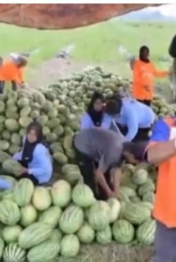 Program MBG Dongkrak Harga & Produksi Buah Petani Sergai, Omzet Naik 10 Kali Lipat