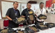 Bandar Narkoba di Deli Serdang Diringkus, Ganja Disimpan ke Semak-semak