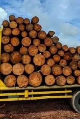 Dinas Kehutanan Diminta Untuk Usut Dugaan Jual Beli Dokumen Kayu Pinus di Taput di Luar Blok Tebang